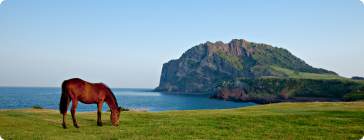 몰입 - 오름·바다·숲길이 주는 집중 환경,방해 요소를 줄인 시간 설계